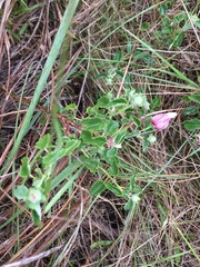 Pavonia cymbalaria