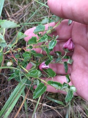 Pavonia cymbalaria
