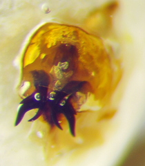 Eurygaster dilaticollis