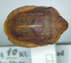 Eurygaster dilaticollis