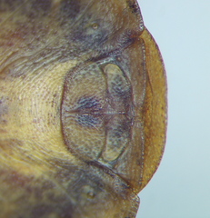 Eurygaster dilaticollis