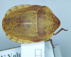 Eurygaster dilaticollis