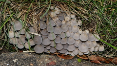 Coprinellus disseminatus