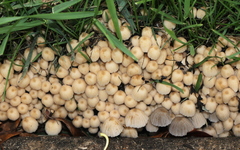 Coprinellus disseminatus