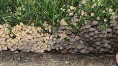 Coprinellus disseminatus