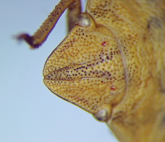 Eurygaster dilaticollis