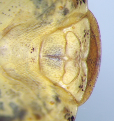 Eurygaster dilaticollis