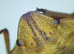 Eurygaster dilaticollis