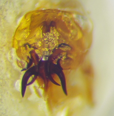 Eurygaster dilaticollis