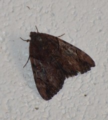 Catocala muliercula