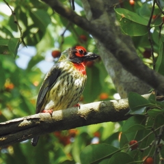 Psilopogon haemacephalus roseus