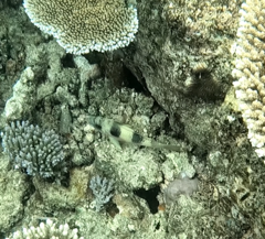 Parupeneus crassilabris