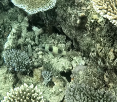 Parupeneus crassilabris