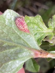 Puccinia lapsanae