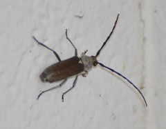 Gnaphalodes trachyderoides