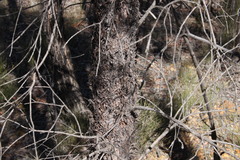 Lysicarpus angustifolius