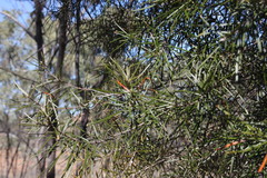 Lysicarpus angustifolius