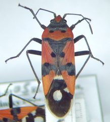 Lygaeus simulans