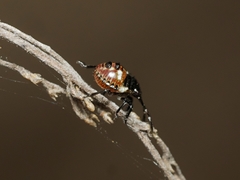 Oechalia schellenbergii