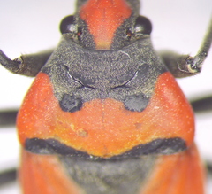 Lygaeus simulans