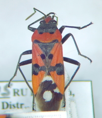 Lygaeus simulans
