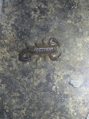 Vaejovis intermedius