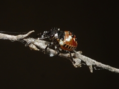 Oechalia schellenbergii