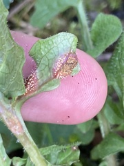 Puccinia lapsanae