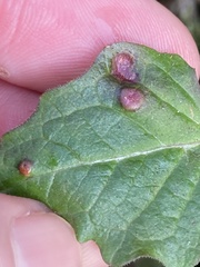 Puccinia lapsanae