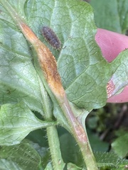 Puccinia lapsanae