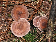 Clitocella popinalis