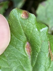 Puccinia lapsanae