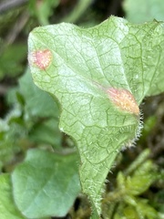 Puccinia lapsanae