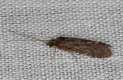 Ecnomidae