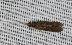 Ecnomidae