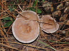 Clitocella popinalis