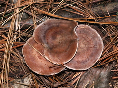 Clitocella popinalis