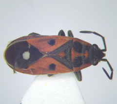 Melanocoryphus tristrami