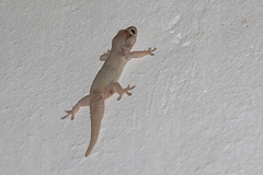 Hemidactylus mercatorius