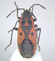 Melanocoryphus tristrami