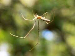 Tetragnatha