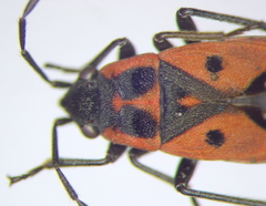 Melanocoryphus tristrami