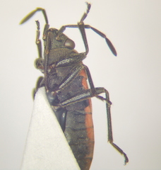 Melanocoryphus tristrami