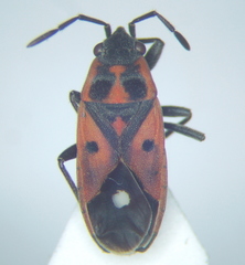 Melanocoryphus tristrami