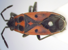 Melanocoryphus tristrami