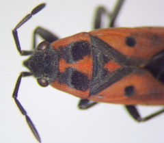 Melanocoryphus tristrami