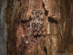 Barea subviridella