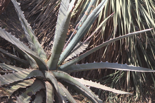 Image of Agave xylonacantha by (c) José Belem Hernández Díaz, some rights reserved (CC BY)