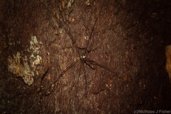 Neopantopsalis pentheter