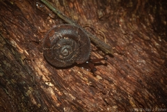 Ramogenia challengeri